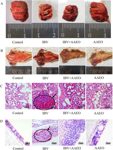 Figure 3. Histological and gross pathological effects of AAEO on the lungs and trachea were reflected by dissection and pathological sections via hematoxylin–eosin (HE) staining. Each group of broilers was randomly selected and sacrificed on day 7 post-challenge, and the lungs and trachea were dissected and fixed with formaldehyde and embedded in paraffin to create pathological sections. A: Pulmonary necropsy of each group after 10 days of the challenge. The length and width of the IBV-infected lungs were ∼2 mm shorter than those of normal broilers. Bleeding in the AAEO treatment group was reduced compared with that in the IBV group. B: Autopsy of the trachea in each group after 7 days of the challenge. There was severe bleeding with abundant purulent exudation in the IBV group. Bleeding was not apparent in the treatment group, but there was also substantial purulent exudation. C: Pulmonary pathological changes in each group, HE 100×. The lung tissue of the IBV group exhibited significant red blood cell spillage into the alveolar space (black arrows), whereas the alveolar morphology and structure of the other three groups were intact and no significant hemorrhage was observed. Hyperemia was more severe in the treatment group than in the control and AAEO groups. D: Pathological changes in the trachea in each group, HE 100×. In the IBV group, the mucosal layer was thickened with massive red blood cell spillage, and the submucosal layer was edematous. The mucosal layer was significantly thicker in the treatment group than in the control and AAEO groups.