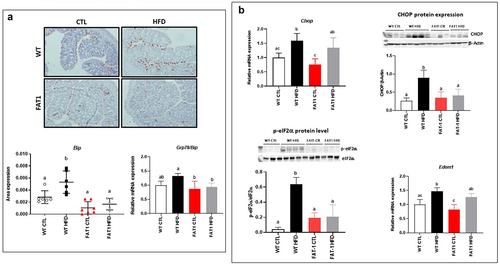 Figure 3. Markers of the colonic endoplasmic reticulum stress are alleviated in HFD-fed fat-1 mice.