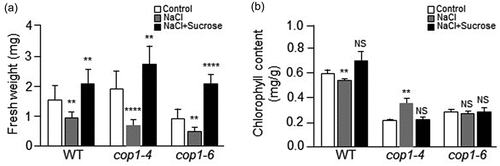 Figure 4. Effect of salt stress on fresh weight and chlorophyll content of cop1-4 and cop1-6 mutants. (a) Seeds of WT, cop1-4, and cop1-6 mutants were germinated for 7 days in MS media containing 1% sucrose, 100 mM NaCl, or both 1% sucrose and 100 mM NaCl. The average fresh weight was estimated in three independent experiments using five plants in each experiment. Each bar indicates the average fresh weight of the plants. Data are mean values ± SD. Asterisks indicate significant differences between control and NaCl-containing MS media or between control and both NaCl and sucrose-containing MS media (Student’s t-test, **P < .01, ****P < .0001). (b) Seeds of WT, cop1-4, and cop1-6 mutants were germinated for 7 days on MS media containing 1% sucrose, 100 mM NaCl, or both 1% sucrose and 100 mM NaCl. For measurement of chlorophyll content, total chlorophyll was extracted from the leaves of WT, cop1-4, and cop1-6 mutants with 80% acetone and centrifuged at 13,000 × g for 15 minutes. Absorbance of the supernatants was read at 645 and 663 nm in a UV-spectrophotometer. Total chlorophyll content was calculated using the following equation: Total chlorophyll (mg/g) = (20.2 × A645 + 8.02 × A663) × V/(W × 1000), where V denotes extract volume (ml), and W denotes weight (g) of leaves. Data are mean values ± SD. Asterisks indicate significant differences between control and NaCl-containing MS media or between control MS and both NaCl and sucrose-containing MS media (Student’s t-test, **P < .01). NS, Not significant.