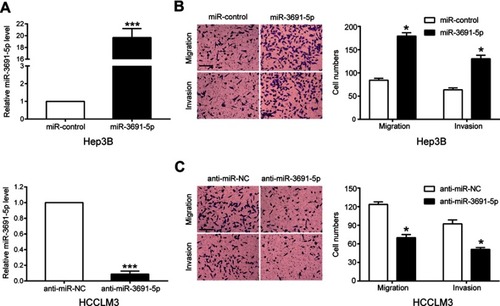 Figure 2 miR-3691-5p is a promotor of HCC cell migration and invasion in vitro.Notes: (A) The transfection efficiencies of miR-3691-5p mimics and inhibitors in Hep3B or HCCLM3 cell were detected by qPCR. (B and C) Transwell assay of miR-3691-5p-overexpression Hep3B (B) or miR-3691-5p-silencing HCCLM3 (C); scale bars, 100 μm; magnification, 100×. Each experiment was performed three times. All data were presented as mean ± SD. Student’s t-test was conducted to analyze the difference. *P<0.05, ***P<0.001.