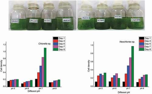 Plate 5. (a Chlorella sp.& b Neochloris sp.) Effect of pH on the growth of algal isolates