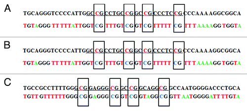 Figure 3. Bisulfite sequencing of the DAPK promoter in site-specific methylated reporter constructs. Site-specific methylated constructs (MP2) were used for bisulfite treatment. The promoter region was amplified with vector specific primers flanking the promoter. PCR product was subject to direct Sanger sequencing.Citation25 (A) The sequencing result before transfection into A549 cells. (B) The sequencing result after transfection into A549 cells for 36 h. (C) The anti-sense strand sequencing result after transfection into A549 cells for 36 h. The upper sequence in each pair is genome sequence in which the underlined target sequence containing four methylated cytosines are in red characters. In the bisulfite sequencing, all unmethylated cytosines were converted to thymine. Only the four intended target cytosines were methylated in the bisulfite sequencing result. Corresponding chromatograms are depicted in the supplement (Fig. S1).