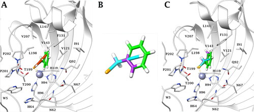 Figure 4. (A) Superposition of (A) X-ray solved structures of phenyl selenol-CA II (red, PDB:6HX5)Citation25 and benzyl selenol-CA II (green, PDB:7QBH)Citation53 complex. (B) Superposition of ligands benzyl selenol (green), propargyl selenol (cyan), and allyl selenol (violet). (C) Superposition of X-ray solved structures of benzyl selenol-CA II (green)Citation53 and predicted binding mode of allyl (violet)/propargyl (cyan) selenol within CA II active site.
