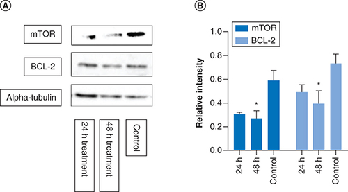 Figure 4. Determination of apoptotic protein expression.MCF-7 cells were treated with metformin separately for 24 and 48 h. The western blot images above show mTOR, BCL2 and alpha-tubulin protein expressions from each of the different time point. The graphs represent relative expression intensity of mTOR and BCL-2 in relation to alpha-tubulin from control MCF-7 cells (nontreated). Compared with control, metformin treatment for 24 h significantly reduced protein expression levels of mTOR (p = 0.03) and BCL2 expression (p = 0.04). However, at 48 h treatment, the protein expression of mTOR and BCL2 were further reduced (p = 0.008 and p = 0.01, respectively). The samples derive from the same experiment and that gels/blots were processed in parallel. Data are expressed as mean ± SD; n = 3.*Represent a significant difference.SD: Standard deviation.