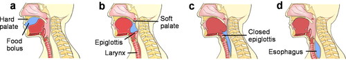 Figure 2. Human swallowing process. (a) The tongue lift pushes the bolus into the oropharynx. (b) The raised soft palate closes the opening of the nasal cavity as the bolus enters the pharynx. (c) The bolus is advanced through the pharynx through the closed epiglottis and the upper esophageal sphincter into the esophagus. (d) The bolus travels through the esophagus to the stomach via peristaltic waves.Reprinted from Ref. (Hennessy and Goldenberg Citation2016) with permission from Elsevier, Copyright 2016.