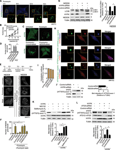 Figure 7. HYPK clears protein aggregates by polyneddylation-dependent aggrephagy. (A) MCF7 cells were treated with puromycin [15 μg/ml] for 0–18 h. Confocal immunofluorescence microscopy images of HYPK and NEDD8. Inset shows enlarged region of HYPK and NEDD8 colocalized granules marked with yellow rectangles. (B) Quantification of HYPK and NEDD8 positive granules in MCF7 cells with conditions as described in (a), ~ 100 cells analyzed in each sample. (C) MCF7 cells were untreated or treated with [15 μg/ml] puromycin for 24 h. Puromycin treatment was done in untransfected or control-siRNA or NEDD8-siRNA transfected cells. Confocal immunofluorescence microscopy images of HYPK. (D) Quantification (mean ± SD) of HYPK granules in MCF7 cells with conditions as described in (c), ~ 100 cells analyzed in each sample (* P < 0.05). (E and F) MCF7 cells were untransfected or transfected with control or HYPK-siRNA or ATG5-siRNA or PSMD8-siRNA. Cells were treated with [15 μg/ml] puromycin, followed by washout of puromycin as described in the timeline of the experiment. (E) confocal immunofluorescence microscopy images of NEDD8. (F) quantification of NEDD8 granules in cells with conditions as described in (E), ~ 100 cells analyzed in each sample (* P < 0.05). (G) Control-siRNA or HYPK-siRNA was transfected in NEDD8 overexpressing MCF7 cells. Left: representative immunoblots of LC3B, HYPK and NEDD8 from the lysates of untransfected or transfected cells. Right: Densitometric quantification of LC3B-II bands relative to TUBA of blots (* P < 0.05). (H) Confocal immunofluorescence microscopy images of HYPK, NEDD8, LC3B and LAMP1 in stable HTT97Q exon 1-GFP expressing IMR-32 cells. (I) Coefficient of colocalization of HYPK, LC3B and LAMP1 with neddylated HTT97Q exon 1-GFP, ~ 100 cells analyzed in each sample. (J) Immunoblot of HTT97Q exon 1 and HYPK from lysate of control and HYPK knockdown cells. Densitometric quantification of HTT97Q exon 1 bands relative to TUBA of blots (* P < 0.05). (K) 5 μM MG132 or 1 μM bafilomycin A1 was separately given for 24 h to stable HTT97Q exon 1 expressing IMR-32 cells that were untransfected or transfected with HYPK overexpressing clone. Representative immunoblots of HTT97Q exon 1 and HYPK. Densitometric quantification of HTT97Q exon 1 bands relative to TUBA of blots (* P < 0.05). (L) Control-siRNA or ATG5-siRNA was transfected in stable HTT97Q exon 1-expressing IMR-32 cells that also had HYPK overexpressing clone. Representative immunoblots of HTT97Q exon 1, ATG12–ATG5 and HYPK. Densitometric quantification of HTT97Q exon 1 bands relative to TUBA of blots (* P < 0.05). TUBA is the loading control in immunoblots. Scale bars in confocal microscopy images: 5 μm. All the presented microscopy and immunoblot data are representative of at least three independent experiments.