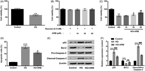 Figure 2. ARB alleviated HG-induced HK-2 cells apoptosis. After administration with (A) high glucose (HG, 45 mM), (B) normal glucose (5.5 mM) and a series of ARB (10, 30 and 50 μM), (C) high glucose (HG, 45 mM) and ARB (10, 30 and 50 μM), cell viability of HK-2 cells by CCK-8 assay assessment. After disposing with high glucose (HG, 45 mM) and 50 μM ARB, (D) cell apoptosis, (E and F) p53, Bcl-2 and Pro/Cleaved-Caspase-3 by flow cytometry and western blot detection. HG vs Control: **p< .01, ***p < .001; HG + ARB vs HG: #p < .05, ##p < .01, ###p < .001; ns: no significant difference.