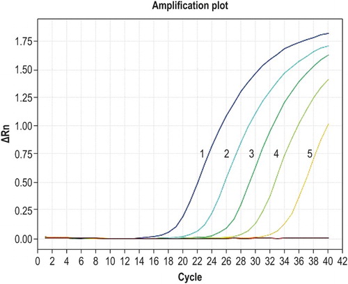 Figure 1. Amplification curves for qPCR of known standards. Curves 1–5 correspond to the concentrations of 2.53 × 106, 2.53 × 105, 2.53 × 104, 2.53 × 103, and 2.53 × 102 copies/µl of recombinant plasmid DNA, respectively.