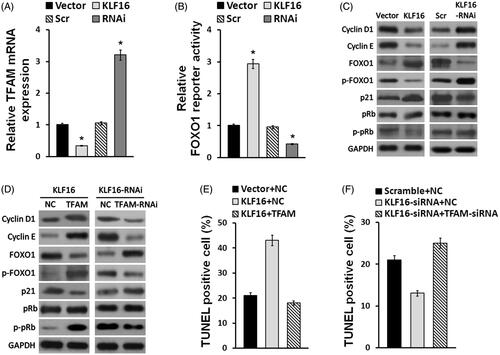 Figure 5. KLF16 inhibits glioma cell proliferation via TFAM downregulation. (A) Real-time PCR analysis of TFAM expression in KLF16-overexpressing and KLF16-silenced cells compared with controls. Transcript levels were normalized to GAPDH expression. (B) Luciferase assay of the indicated cells transfected with pGL3-FOXO1. (C and D) Western blotting analysis of cyclin D1, cyclin E, p21, p-FOXO1, FOXO1, p-Rb and Rb expression in the indicated cells. GAPDH served as the loading control. (E) Percentage of TUNEL incorporating cells in KLF16-overexpressing, KLF16-overexpressing plus TFAM overexpressing and control cells. (F) Percentage of TUNEL positive cells in KLF16-silenced, KLF16-silenced plus TFAM inhibited and control cells. Each bar represents the mean ± SD of three independent experiments. *p < .05.