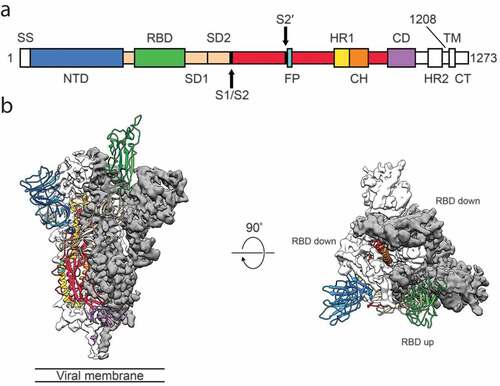 Figure 2. Structure of 2019-nCoV S in the prefusion conformation.Citation20 (a) Schematic of 2019-nCoV S primary structure colored by domain. Domains that were excluded from the ectodomain expression construct or could not be visualized in the final map are colored white. SS, signal sequence; S2′, S2′ protease cleavage site; FP, fusion peptide; HR1, heptad repeat 1; CH, central helix; CD, connector domain; HR2, heptad repeat 2; TM, transmembrane domain; CT, cytoplasmic tail. Arrows denote protease cleavage sites. (b) Side and top views of the prefusion structure of the 2019-nCoV S protein with a single RBD in the up conformation. The two RBD down protomers are shown as cryo-EM density in either white or gray and the RBD up protomer is shown in ribbons colored corresponding to the schematic in (a). Reprint from reference.20