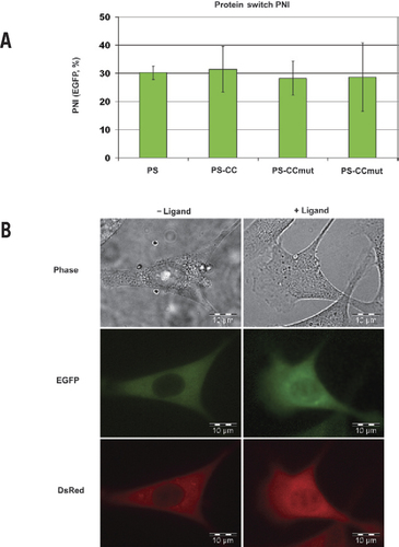 Figure 2. PNI of PS constructs and example cell images.(A) PNI of the PS constructs as measured by EGFP fluorescence. Consistent PNI of all PS constructs contributes to validating that the nuclear increase of the DsRed construct is indicative of the interaction. (B) Example images of 1471.1 cells cotransfected with EGFP-PS-CCmut and DsRed-CC. The phase contrast is seen in the top row, the fluorescence from EGFP in the middle row, and fluorescence from DsRed in the bottom row. The left column contains cells without ligand added, and the right column contains cells 2 h after ligand was added. For the PS construct (EGFP), the initial localization is in the cytoplasm, and after addition of ligand, it translocates into the nucleus. The nuclear translocation of the DsRed construct is not as noticeable, but also moves into the nucleus after addition of ligand due to the interaction with the PS construct.