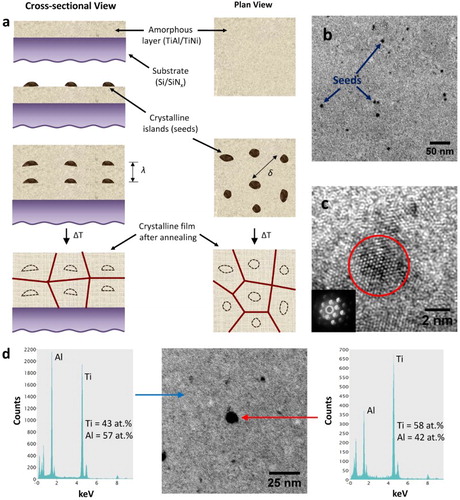 Figure 1. (a) Schematic of the synthesis process. (b) TEM bright-field image showing crystalline Ti seeds on an amorphous TiAl layer. (c) HR-TEM image showing the atoms on the (0001) plane of a Ti seed (red circle) surrounded by the amorphous TiAl matrix. The CBED pattern of the seed is shown in the inset. (d) TEM bright-field image of an as-deposited 40 nm amorphous TiAl film with a 1 nm Ti seed layer in the middle. EDS analysis of the seed region (right, red arrow) and the amorphous matrix (left, blue arrow) reveals the difference in their composition. Note that the composition of the seed region includes the amorphous matrix encapsulating the seed.