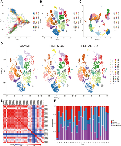 Figure 6 The alteration of tumor microenvironment caused by XLJDD. (A) The PCA result of single-cell sequencing profiles. (B) t-distributed stochastic neighbor embedding (t-SNE) plot of all cells from control, HDF-MOD, and HDF-XLJDD group. (C) Uniform manifold approximation and projection (UMAP) plot of all cells from control, HDF-MOD, and HDF-XLJDD group. (D) The t-SNE plot of control, HDF-MOD, and HDF-XLJDD group. (E) The correlations between the various clusters. (F) Histogram of the ratio of clusters in control, HDF-MOD and HDF-XLJDD group.
