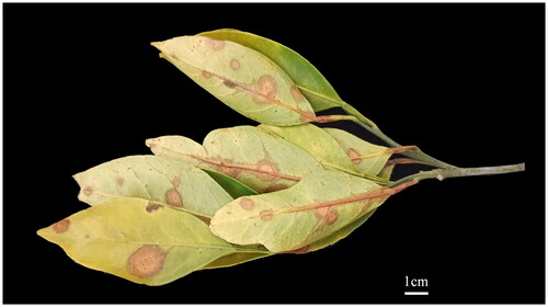 Figure 1. Symptoms of Citrus target spot on C. unshiu caused by Pseudofabraea citricarpa. Photographed by Quan Chen on 18 January 2021.