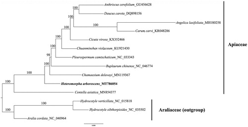 Figure 1. Phylogenetic position of Heteromorpha arborescens inferred from likelihood method based on 13 complete plastome sequences. The bootstrap support values are indicated at the nodes. The three species from Araliaceae was selected as outgroup.