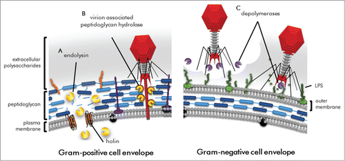 Figure 1. Schematic of Gram-positive bacterial cell lysis by exogenously applied endolysins. Endolysin cleave bonds within the peptidoglycan and the high internal pressure of cell protrudes the plasma membrane resulting in osmolysis (lysis from without). A generalized peptidoglycan structure illustrates cleavage sites by endolysin types: glycocidases (namely glucosaminidase and muramidases), amidases, and endopeptidases (dotted box).