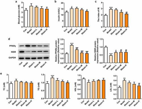 Figure 2. Effects of rhein on IR and blood lipid levels. The rats of different groups were fed by the following administration, respectively, for six weeks, respectively: normal chow, high-fat diet (HFD) (D12492, 60% kcal%, Research Diets, USA), high-fat diet +Rhein-L (lose dose), high-fat diet (60% kcal%) + Rhein-M (medium dose), high-fat diet (60% kcal%) +Rhein-H (high dose). (a) The blood glucose. (b) Insulin levels. (c) Insulin resistance levels. (d) Western blotting analysis of PPARγ and INSR. n = 6 rats/group. HFD, high-fat diet-fed rats. (e) The blood lipid levels. *p < 0.05, **p < 0.01, ***p < 0.001 versus control. #p < 0.05, ##p < 0.01, ###p < 0.001 versus HFD