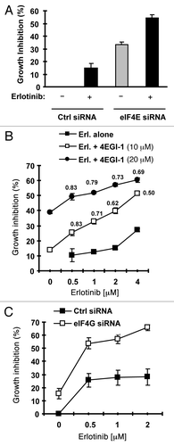Figure 6. Inhibition of eIF4F formation by knocking down eIF4E (A) or eIF4G (C) or by inhibiting eIF4E and eIF4G interaction with 4EGI-1 (B) sensitizes erlotinib-resistant cells to erlotinib. (A) HCC828/ER cells were transfected with control (Ctrl) or eIF4E siRNA for overnight and then exposed to 2 μM erlotinib for 3 d. B, HCC828/ER cells were treated with indicated concentrations of erlotinib in the absence and presence of 4EGI-1 for 3 d. (C) HCC828/ER cells were transfected with control (Ctrl) or eIF4G siRNA for overnight and then exposed to the indicated concentrations of erlotinib for 3 d. After the aforementioned treatments, the cell numbers were estimated by the SRB assay. The data are means ± SDs of four replicate determinations. The numbers by the lines in (B) are combination indexes for the combinations of erlotinib and 4EGI-1.