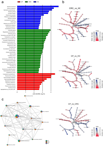 Figure 4.  Differences in tongue coating microbiota from phylum to species in the CRC, CP, and HC groups. (a) Microbiome biomarkers were identified using a logarithmic linear discriminant analysis (LDA) effect size (LefSe) threshold > 2.0. (b) HeatTree for clustering analysis. Red indicates a significant increase of abundance, while blue depicts the opposite. (c) Co-occurrence network analysis of tongue coating microbiota using Pearson’s correlation coefficient. A node represents a species. The node size indicates the level of abundance. Color scale indicates the proportion of bacterium in the three groups separately. Red depicts CRC patients, green depicts CP while purple depicts HC. Connecting lines indicate the strength of the relationship. HC: healthy controls, CP: patients with colorectal polyps (CP), CRC: patients with colorectal cancer.