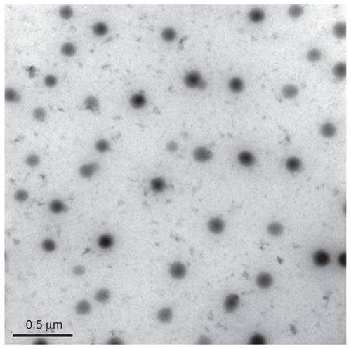 Figure 2 Transmission electron microscopy image of Evo- and Rut-loaded microemulsion (stained with uranyl acetate).