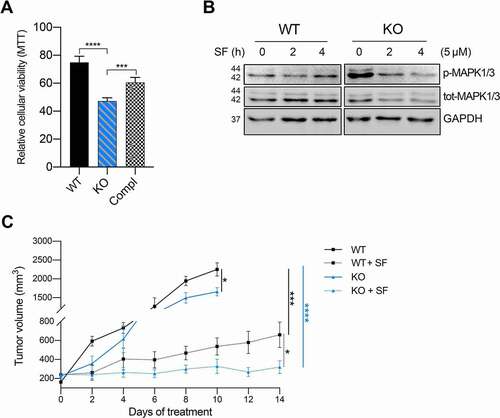 Figure 4. Removal of VTRNA1-1 potentiates the cytotoxicity of sorafenib in vitro and in vivo. (A) Mean ± SD relative viability of Huh-7 WT, KO and complementation cells, after sorafenib IC30 treatment (24 h, 14 μM) measured with the MTT assay. Values were normalized to untreated cells, n = 3. (B) Representative immunoblots for p-MAPK1/3, total MAPK1/3 and GAPDH in Huh-7 WT and VTRNA1-1 KO cells in presence or absence of sorafenib (5 μM) as indicated. (C) Tumor volume of Huh-7-transplanted xenografts mice treated with vehicle and sorafenib (SF – 100 mg/kg – daily oral gavage) for 14 days (SF n = 6/group; vehicle WT n = 4, KO n = 5). P values < 0.05 were considered statistically significant and are indicated as follows: *P < 0.05; **P < 0.01; ***P < 0.001; ****P < 0.0001; ns, not significant.