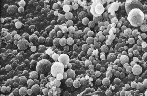 Figure 1 Scanning electron microscopy of microspheres of formulation batch F1.