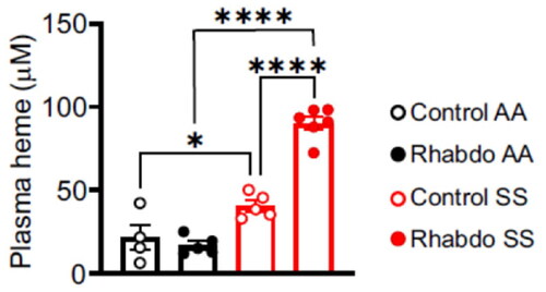 Figure 2. Rhabdo increases plasma heme levels in SS mice. Plasma heme levels in control and rhabdo AA and SS mice (one-way ANOVA, with Holm-Šídák’s posthoc test).