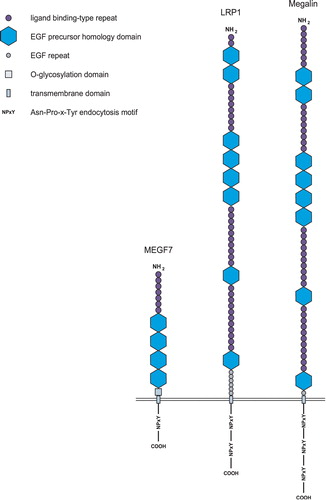 Figure 1. Structure of MEGF7, LRP1 and megalin.