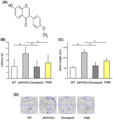 Figure 1. FMN treatment improved spatial learning and memory. APP/PS1 showed significant impairment in spatial learning and memory. Donepezil (positive control) ameliorated the learning and memory deficit. (A) Structure of FMN; (B, C) FMN increased escape latency (F = 4.746, p = 0.012) and swimming length (F = 37.796, p = 0.0001) of APP/PS1 mice measured in MWM; (D) Representative swimming traces of the mice recorded in the maze. Data are presented as mean ± SEM. *p < 0.05 (Bonferroni’s post hoc test for one-way ANOVA).