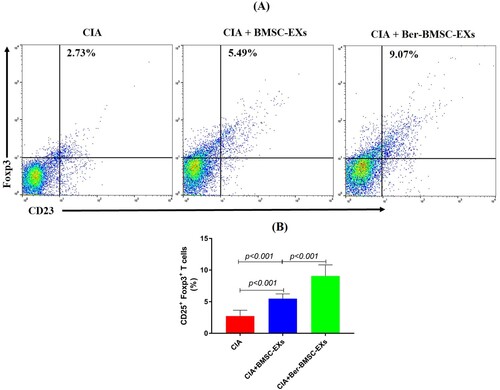 Figure 6. Ber-BMSC-EXs increase the population of Treg cells in the joint synovial fluid of CIA rats. (A) The representative flow cytometry data of CD25+ Foxp3+ Treg cells. (B) Percentage of CD25+ Foxp3+ Treg cells in the synovial fluid. Ber-BMSC-EXs show the superior effect than BMSC-EXs. Results are presented as mean ± SD of three independent experiments.