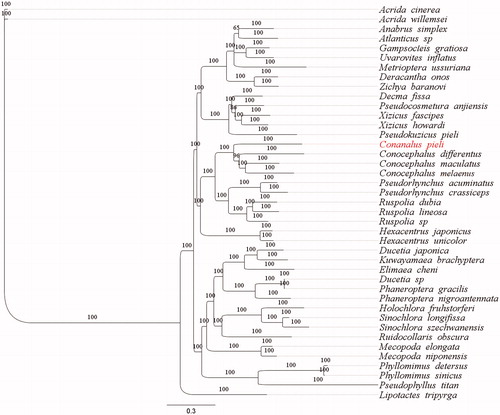 Figure 1. Phylogenetic tree generated based on 13 PCGs and two rRNAs using mitochondrial genomes from species in Tettigoniidae. The GenBank accession numbers for tree construction is listed as follows: Acrida cinerea (GU344100), Acrida willemsei (EU938372), Altbrus simplex (NC_009967), Atlanticus sp. (KX057730), Gampsocleis gratiosa (NC_011200), Uvarovites inflatus (NC_026231), Metrioptera ussuriana (NC_034796), Deracantha onos (NC_011813), Zichya baranovi (NC_033984), Decma fissa (NC_033981), Pseudocosmetura anjiensis (NC_033853), Xizicus fascipes (NC_018765), Xizicus howardi (KY458226), Pseudokuzicus pieli (NC_033982), Conocephalus differentus (MF347703), Conocephalus maculatus (HQ711931), Conocephalus melaenus (KY407794), Pseudorhynchus acuminatus (NC_033992), Pseudorhynchus crassiceps (NC_033990), Ruspolia dubia (EF583824), Ruspolia lineosa (NC_033991), Ruspolia sp. (KX057717), Hexacentrus japonicus (NC_033983), Hexacentrus unicolor (NC_033999), Ducetia japonica (KY612457), Kuwayamaea brachyptera (NC_028159), Elimaea cheni (NC_014289), Ducetia sp. (KX673198), Phaneroptera gracilis (NC_034756), Phaneroptera nigroantennata (NC_034757), Holochlora fruhstorferi (NC_033993), Sinochlora longifissa (NC_021424), Sinochlora szechwanensis (KX354724), Ruidocollaris obscura (NC_028160), Mecopoda elongata (NC_021380), Mecopoda niponensis (NC_021379), Phyllomimus detersus (NC_028158), Phyllomimus sinicus (NC_033997), Pseudophyllus titan (NC_034773) and Lipotactes tripyrga (NC_033996).