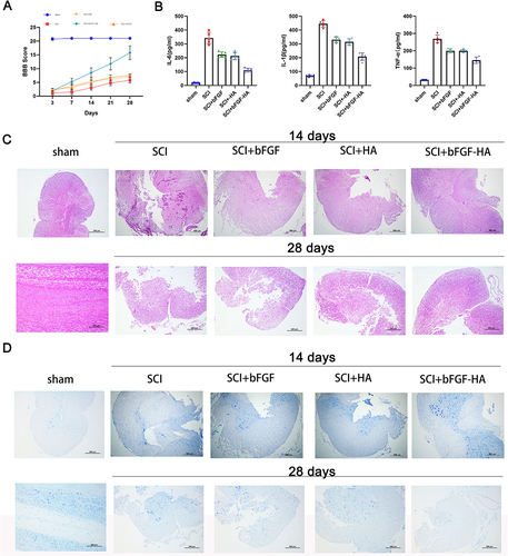 Figure 3 HA-bFGF hydrogel helped to repair spinal cord injuries in rats. (A) Spinal cord injury severity was evaluated by the BBB score at 3, 7, 14, 21, and 28 days after hydrogel administration. (B) The expression of inflammatory factors (IL-6, IL-1β, and TNF-α) in blood samples from rats in the different groups was examined by ELISA. (C) After 14 and 28 days of treatment, samples of injured spinal cord tissue were removed, stained with H&E, and examined under a microscope. (D) After 14 and 28 days of treatment, samples of injured spinal cord tissue were removed, subjected to Nissl staining, and examined under a microscope. Size bar, 500 μm.