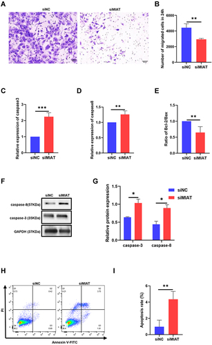 Figure 4 Knocking down MIAT inhibited the migration and promoted apoptosis of HCECs. (A and B) Cell ability of migration was measured by transwell assay after HCECs treated with transfection siRNA. (C–E) The mRNA levels of caspase-3, caspase-8, and the ratio of Bcl2/Bax were detected by qRT-PCR. **P <0.01, ***P <0.001 compared with the control. (F and G) The protein levels of caspase-3 and caspase-8 were detected by Western blotting. *P<0.05 compared with the control. (H and I) Cell apoptosis rate was evaluated in flow cytometry analysis. **P <0.01 compared with siNC as the control.