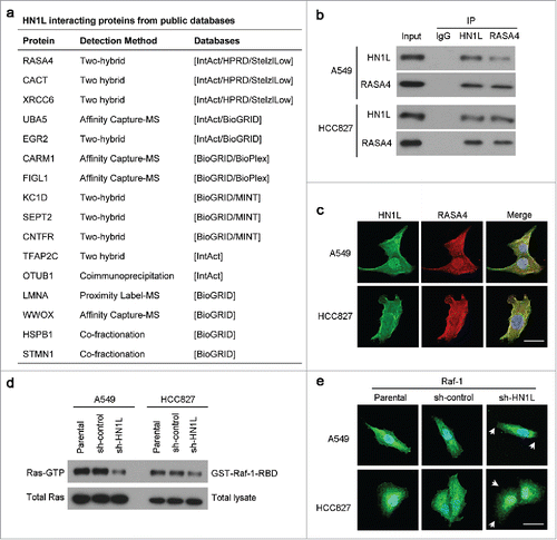 Figure 5. HN1L regulates Ras/MAPK pathway via interacting with RASA4. (a) List of the top HN1L-interacting proteins from the public databases. Co-immunoprecipitation (b) and immunofluorescent double-staining (c) indicate the direct interaction of HN1L and RASA4 in A549 and HCC827 cells. (d) GST-Raf1-RBD fusion protein is used to bind the activated form of GTP-bound Ras, which can then be immunoprecipitated with glutathione resin. Ras activation levels in A549 and HCC827 cells with or without HN1L silencing are then determined in western blot using a Ras monoclonal antibody. (e) Immunofluorescent staining showed the reduction of membrane localization of Raf-1 after knockdown of HN1L. Scale bar, 10 μm.