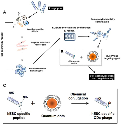 Figure 9 Schematic of targeted labeling hEstem cells by different modified QDs. (A) Phages that specifically bind to human ESCs were enriched in the phage pool by two rounds of bio-panning. (B) Illustration of chemical conjugation between the phage and QDs. (C) This enlarged view of (B) shows how the –NH2 groups on the phage are conjugated to the free –COOH groups on the surface of the QDs via EDC.