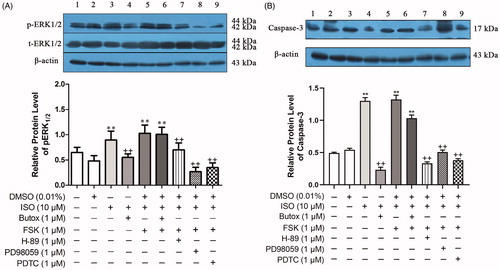 Figure 8. Effects of β2-AR/cAMP/PKA signaling on the relative protein levels of Caspase-3 and ERK1/2 in uterine ESCs from E5 pregnant mice. The activation of β2-AR promoted the apoptosis of ESCs mainly by activating downstream ERK/MAPK signaling through the cAMP/PKA pathway and inducing NF-κB activation, thereby initiating apoptosis. 1–9: (1) cells, (2) cells + 0.01% DMSO, (3) cells + ISO, (4) cells + butoxamine + ISO, (5) cells + FSK + ISO, (6) cells + butoxamine + ISO + FSK, (7) cells + H-89 + ISO + FSK, (8) cells + PD98059+ ISO + FSK, (9) cells + PDTC + ISO + FSK. *p < 0.05 is used to denote significance compared with the control group, +p < 0.05 and ++p < 0.01 denote significance compared with the ISO-treated group.