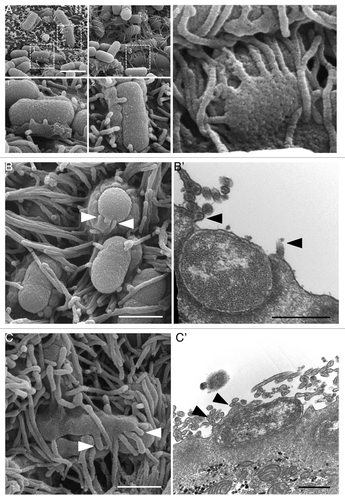 Figure 6. Microvilli are incorporated into nascent pedestals, forming a “hand-of-doom” morphology. (A) SEM images of microcolonies 3 h after infection. Boxed regions magnified in panels 1–3, showing microvilli protruding from pedestals. (B) SEM (B) and TEM (B’) of microvillar tips protruding from the top of a pedestal (arrowheads). (C) SEM (C) and TEM (C’) of microvillar tips protruding from the side of a pedestal overlying a bacterium (arrowheads). Scale bars = 2 μm (A), 1 μm (B, C), 500 nm (B’, C’).