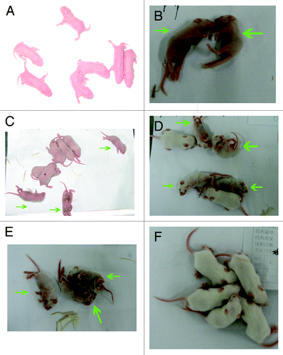 Figure 13. Viral infection of natal mouse by CA16 virus. (A) 0 d post challenge; (B), and (C) Mice at day 6 post infection are shown. The dead mice were indicated with green arrows; (D) and (E) 10 d post challenge. The dead mice were indicated with green arrows; (F) 14 d post challenge.