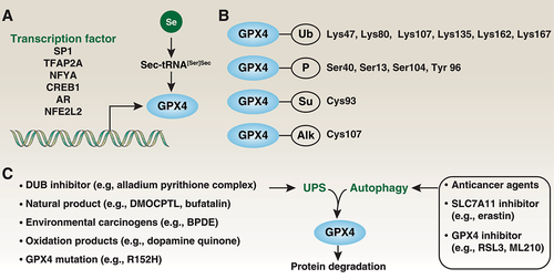 Figure 4. Expression and modification of GPX4. (A) Multiple transcription factors are required for GPX4 expression. As a selenoprotein, Sec-tRNA[Ser]Sec requires a Sec insertion sequence element in Gpx4 mRNA. (B) GPX4 can undergo ubiquitination (Ub), phosphorylation (P), sumoylation (Su) and alkylation (Alk) at specific sites. (C) Both the UPS and autophagy are involved in GPX4 protein degradation.