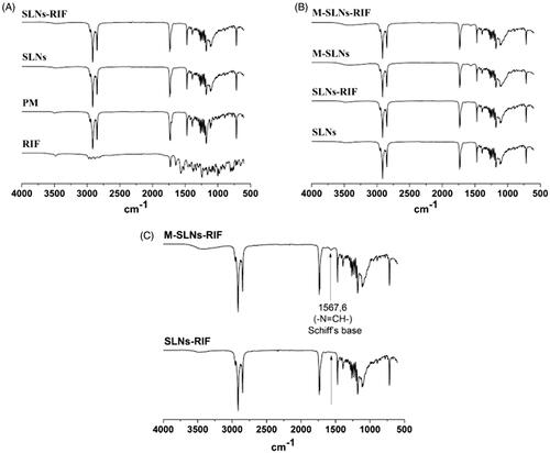 Figure 1. Infrared spectra of RIF, PM, SLNs, SLNs-RIF, M-SLNs and M-SLNs-RIF (n = 3). (A) RIF, PM, SLNs and SLNs-RIF. (B) SLNs, SLNs-RIF, M-SLNs and M-SLNs-RIF. (C) M-SLNs-RIF and SLNs-RIF and Schiff´s base. M-SLN-RIF: rifampicin-loaded mannosylated solid lipid nanoparticles; M-SLNs: mannosylated solid lipid nanoparticles; SLN RIF: rifampicin-loaded solid lipid nanoparticles; SLNs: solid lipid nanoparticles; PM: physical mixture; RIF: rifampicin.