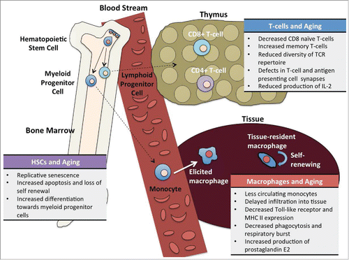 FIGURE 1. Summary of Age-Related Changes in the Immune System. Steady-state turnover of the immune system begins in the bone marrow with haematopoietic stem cells (HSCs), which give rise to both myeloid and lymphoid lineages. Along the lymphoid lineage, T-cells mature in the thymus and become positive for CD4 or CD8. Monocytes, derived from myeloid progenitor cells, travel through the blood steam to sites of recruitment and enter tissues as elicited macrophages. HSCs, T-cells, and macrophages all experience cellular changes with aging.