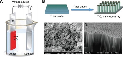 Figure 1 The formation and structure of TNTs.Notes: (A) and (B) Electrochemical cell and anodization process for the formation of TNT layer on Ti substrate. SEM images of TNTs for (C) bottom and side surface and (D) top surface. (A) Reprinted Curr Opin Solid State Mater Sci, 11, Macak JM, Tsuchiya H, Ghicov A, et al, TiO2 nanotubes: self-organized electrochemical formation, properties and applications, 3–18,Citation34 copyright 2007, with permission from Elsevier. (B) Reproduced from Ge MZ, Cao CY, Li SH, et al. In situ plasmonic Ag nanoparticle anchored TiO2 nanotube arrays as visible-light-driven photocatalysts for enhanced water splitting. Nanoscale. 2016;8:5226–5234,Citation43 with permission of The Royal Society of Chemistry. (C, D) Reprinted with permission from Paulose M, Shankar K, Yoriya S, et al. Anodic growth of highly ordered TiO2 nanotube arrays to 134 μm in length. J Phys Chem B. 2006;110:16179–16184.Citation20 Copyright 2006 American Chemical Society.Abbreviations: SEM, scanning electron microscope; TNT, titania nanotube.