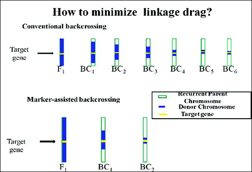 Figure 7. Schematic representation of difference between conventional backcrossing and marker-assisted backcrossing. Source: modified from IRRI, (2014) with permission (www.knowledgebank.irri.org).