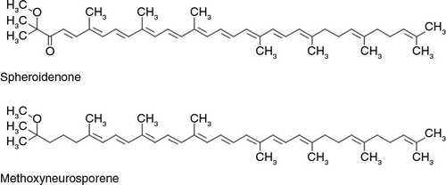 Fig. 8 Structure of spheroidenone and methoxyneurosporene.