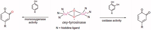 Figure 2. Two modes of oxidation by oxy-tyrosinase (adapted from Stratford et al.Citation8).