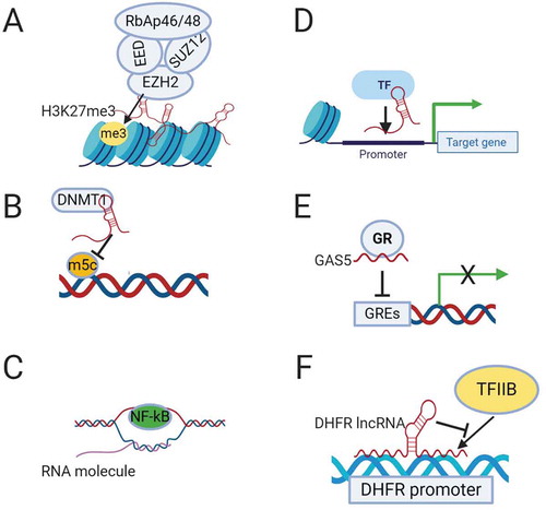 Figure 1. Mechanisms of transcriptional regulation by lncRNAs. (A). Recruitment of chromatin remodelling complex PRC2 by lncRNAs to induce epigenetic silencing. (B). Binding to DNA methyltransferase DNMT1 and inhibiting its epigenetic modification. (C). Formation of R-loops by binding of lncRNA to the DNA duplex allowing access of the transcription factor (NF-kB) to the promoter of target genes. (D). Recruitment of a transcription factor (TF) by lncRNA to the promoter of the target gene. (E). Suppression of transcription by lncRNA GAS5, which functions as a decoy glucocorticoid response element (GRE) for the glucocorticoid receptor (GR). (F). Binding of DHFR lncRNA to the transcription factor TFIIB to suppress its transcription activity.