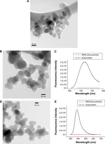 Figure 3 TEM images and fluorescent properties of dye/silica particles.Notes: (A) Transmission electron microscopy images of initial core silica nanoparticles; typical diameter ranges from 20 to 30 nm. (B–E) Arginine-driven silica coating of core silica nanoparticles shown in (A). (B) Transmission electron microscopy images of Rhodamine 800/silica particles, 32±15 nm in diameter (n=54). (C) Fluorescence spectra of particles after 1 week in phosphate-buffered saline (black) and supernatant after phosphate-buffered saline incubation (red), indicating no leakage of dye. (D) Transmission electron microscopy images of Rhodamine 6G/silica particles, 28±11 nm (n=55). (E) Fluorescence spectra of particles after 1 week in phosphate-buffered saline (black) and supernatant after phosphate-buffered saline incubation (red), indicating no leakage of dye.Abbreviation: R, Rhodamine.
