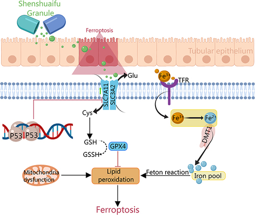 Figure 12 The mechanism of SSF attenuates AKI by inhibiting ferroptosis.