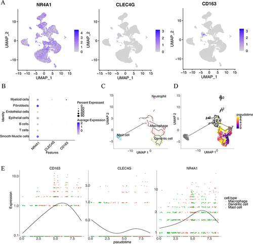 Figure 9 Single-cell expression analysis and pseudotime analysis. (A) Hub gene expression threshold across diverse cell taxa. (B) Bubble plot of gene expression in various cell types. (C) Immune cell differentiation pathways. (D) Map showing the differences in differentiation time between immune cells. (E) Expression of hub genes in pseudotime analysis.