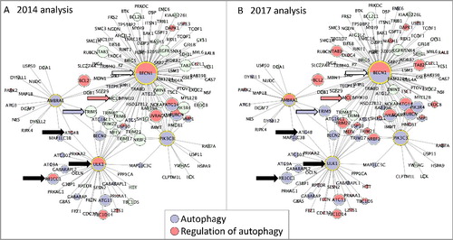 Figure 5. Protein interactome network associated with 4 key autophagy proteins. The in silico human interactome associated with AMBRA1, BECN1, PIK3C3, ULK1 assembled with CytoscapeCitation58 and analyzed with BinGO.Citation60 Each node is a protein and each edge is an interaction between 2 proteins. GO terms associated with each protein are indicated by the node color (blue indicates ‘autophagy’ and red ‘regulation of autophagy’), green nodes indicate proteins that are not annotated to either of the selected GO terms. The size of each node is proportional to the number of times the interaction has been captured as an annotation. (A) BinGO analysis using the 2014 GO annotation file, 29 proteins are associated with the GO term ‘autophagy’, 18 with ‘regulation of autophagy’. (B) BinGO analysis using the 2017 GO annotation file, 45 proteins are associated with the GO term ‘autophagy’, 39 with ‘regulation of autophagy’. The black arrows indicate proteins associated with the GO terms ‘autophagy’ and ‘regulation of autophagy’ in 2014, but now associated with only ‘autophagy’ (February 2017). The blue and red arrows indicate TRIM5 and MCL1 (Q9C035 and Q07820); these proteins were not associated with any autophagy-related term in 2014 but are now associated with ‘autophagy’ or ‘regulation of autophagy’, respectively. The white arrow indicates BECN1; this remains associated with both ‘autophagy’ and ‘regulation of autophagy’ terms.